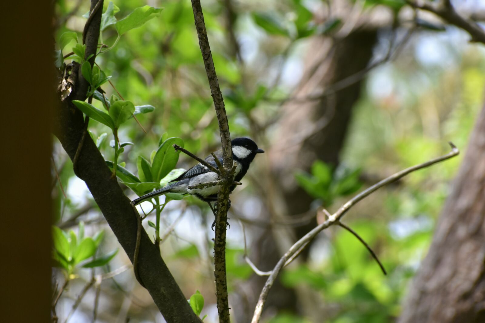 Nikon D7200 sample photo. Animal, forest, wood photography