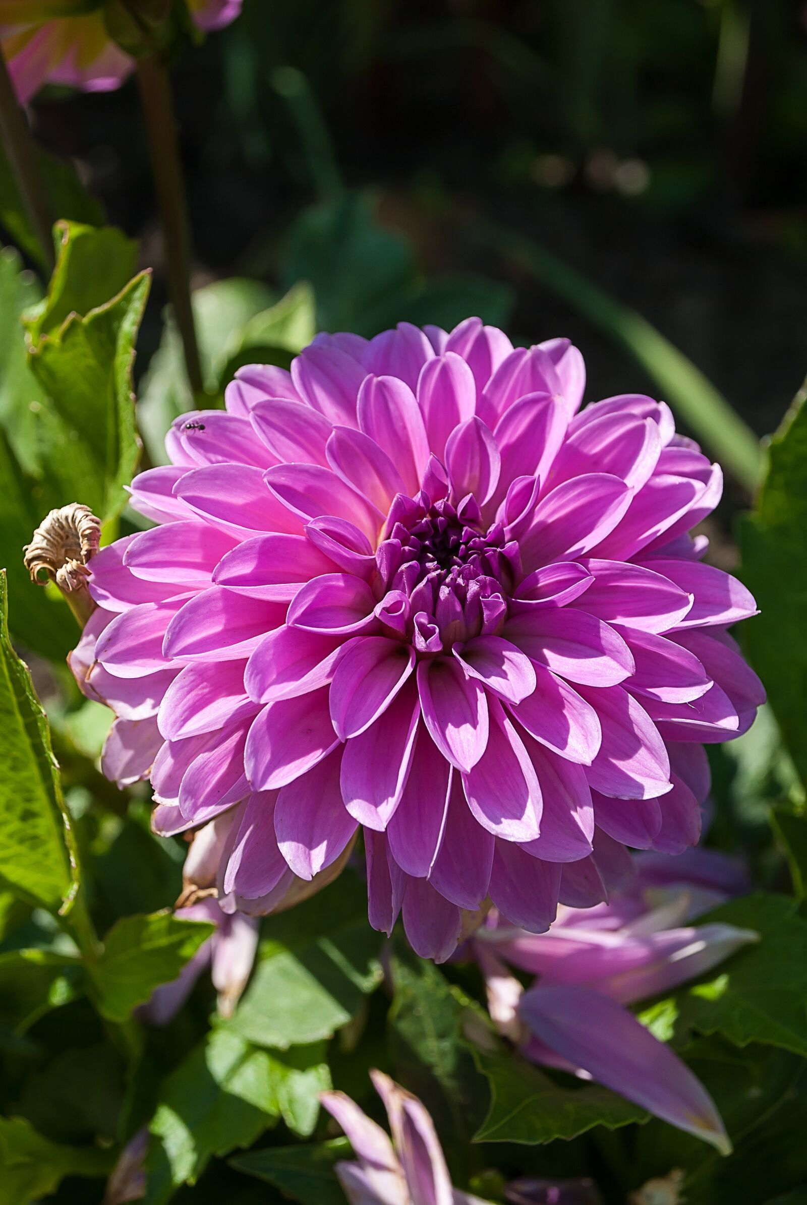 Nikon D3000 sample photo. Dahlia, flower, plant photography