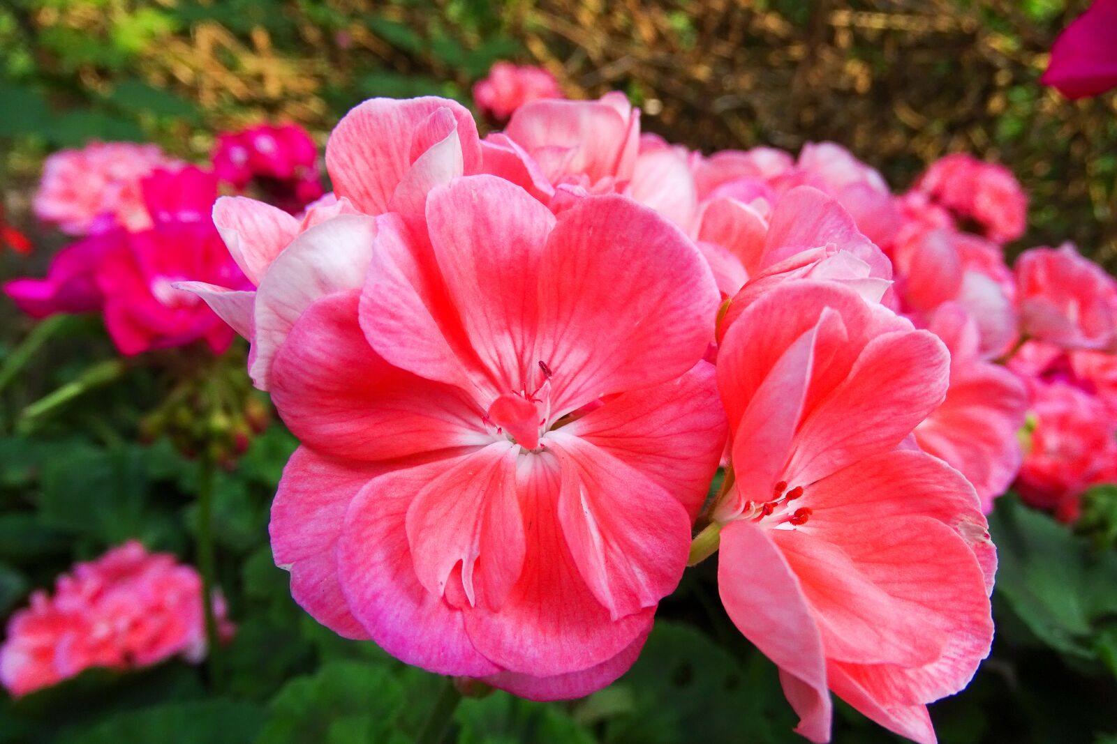 Sony Cyber-shot DSC-HX400V sample photo. Pelargoniums, flower, red flower photography