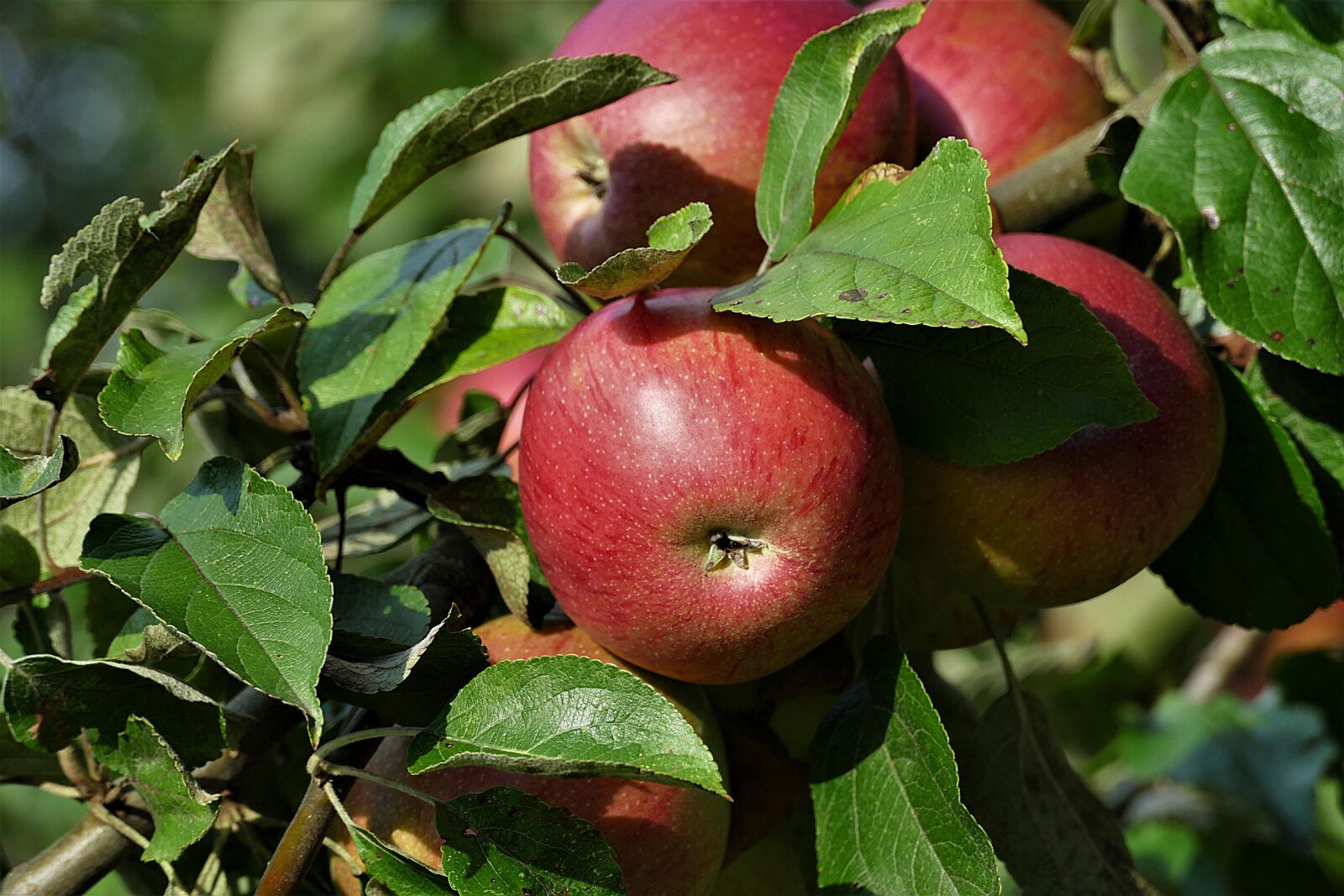 Panasonic Lumix DMC-FZ1000 sample photo. Fruit, apple, ripe photography