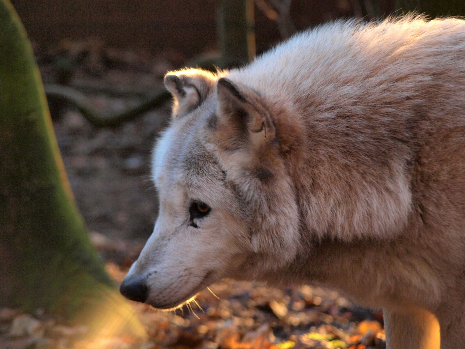 Olympus E-420 (EVOLT E-420) sample photo. Mammal, animal world, nature photography