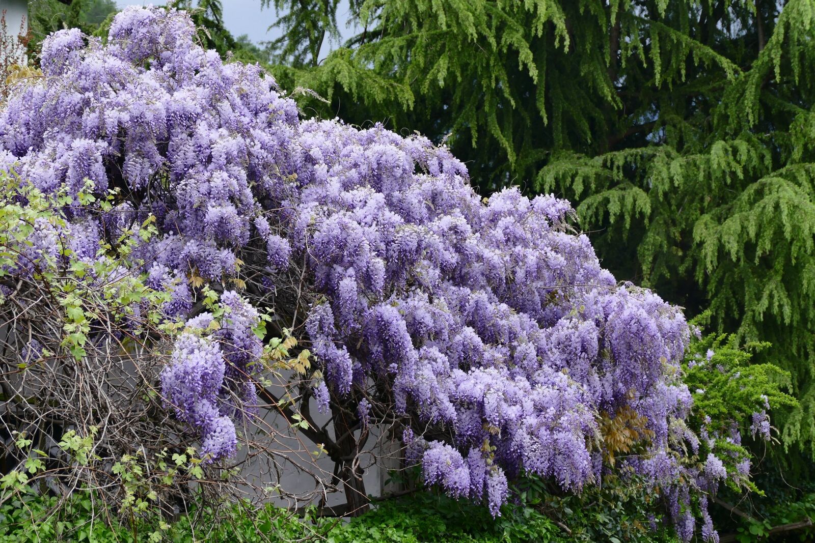 Panasonic Lumix DMC-FZ1000 sample photo. Wisteria, flowers, viola photography