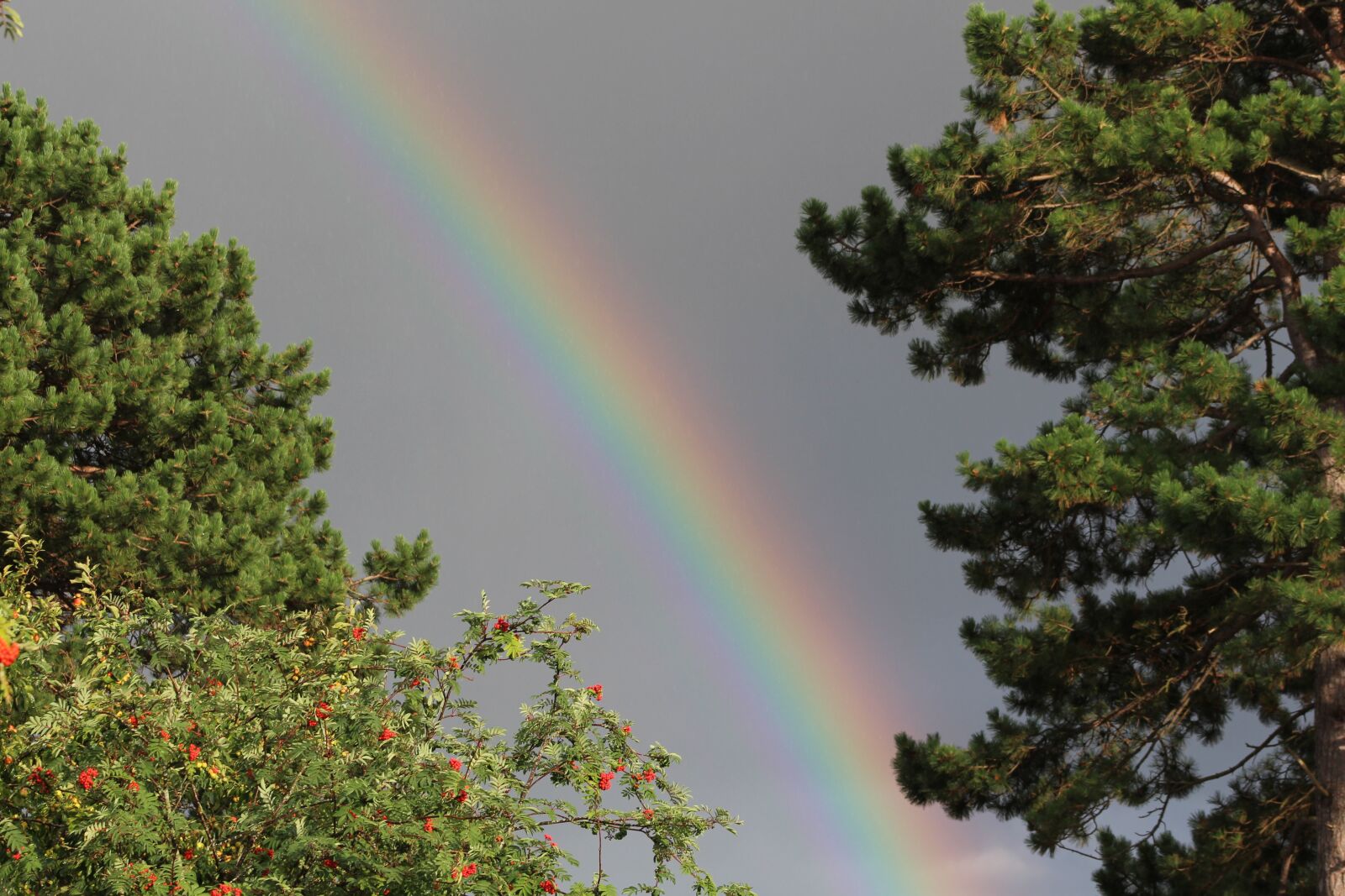 Canon EF 75-300mm f/4-5.6 sample photo. Rainbow, natural, trees photography