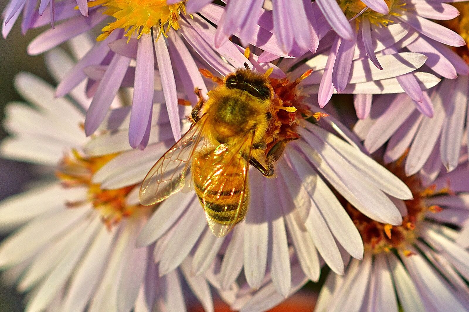 Nikon D5200 sample photo. Garden, herbstaster, bee photography