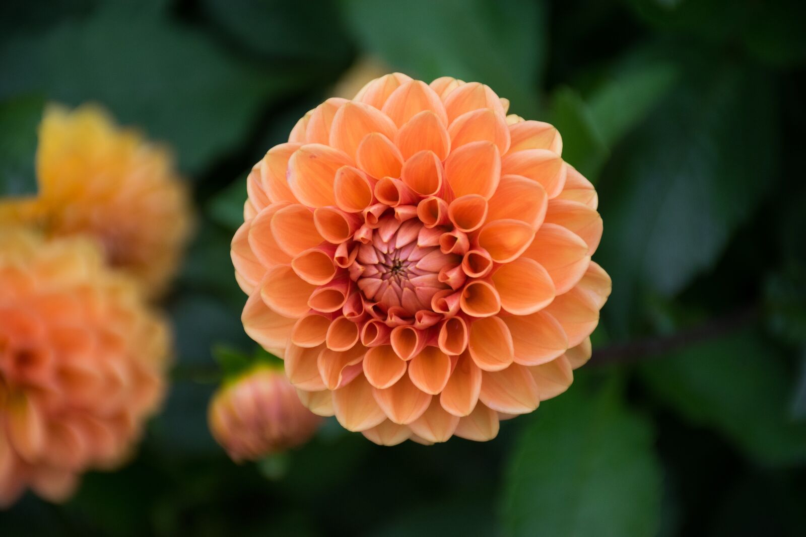 Nikon D5300 sample photo. Bloom, blossom, close-up photography