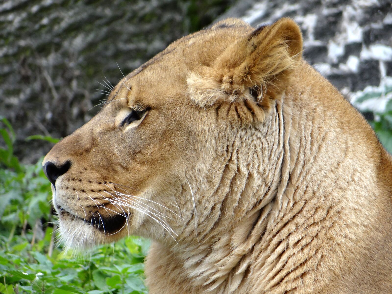 Sony DSC-HX200V sample photo. Lion, mammal, the king photography