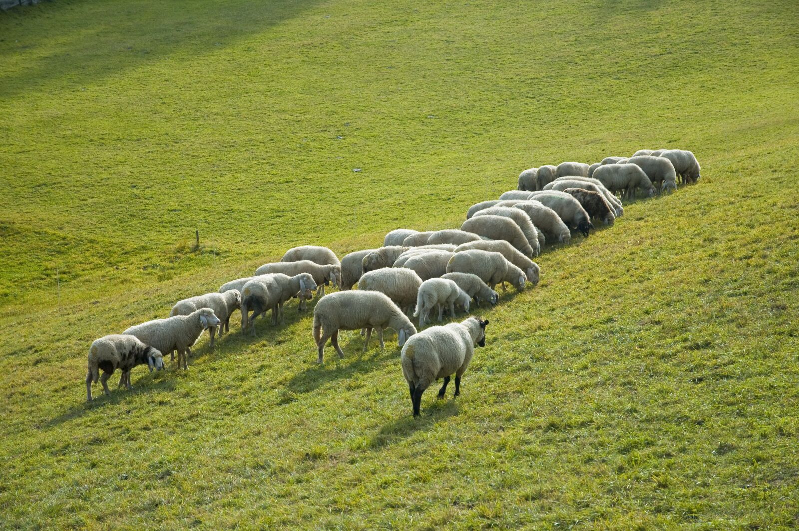 Nikon D300 sample photo. Sheep, flock, animals photography