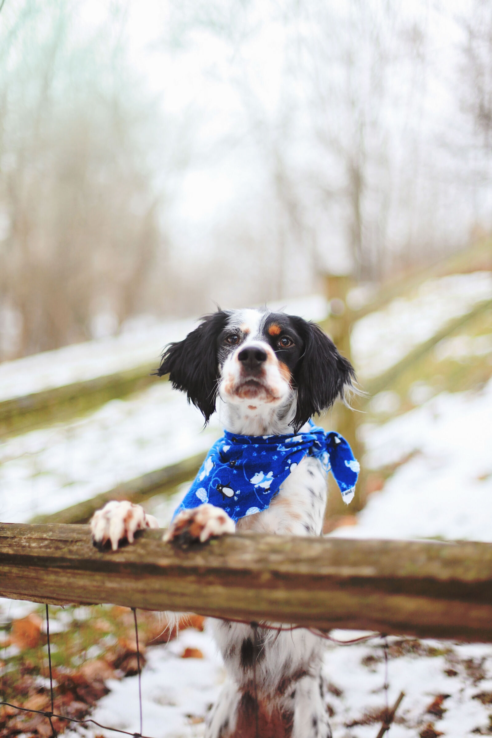 Canon EOS 5D Mark II sample photo. Animal, bandana, blur, canine photography
