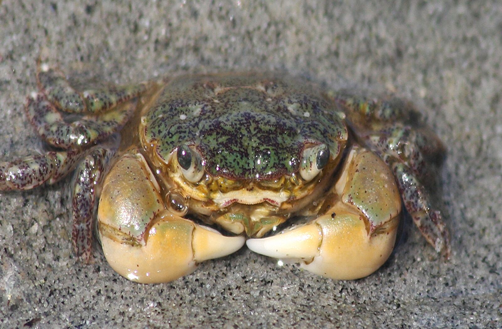 Canon EOS 40D sample photo. Crab, claws, crustacean photography