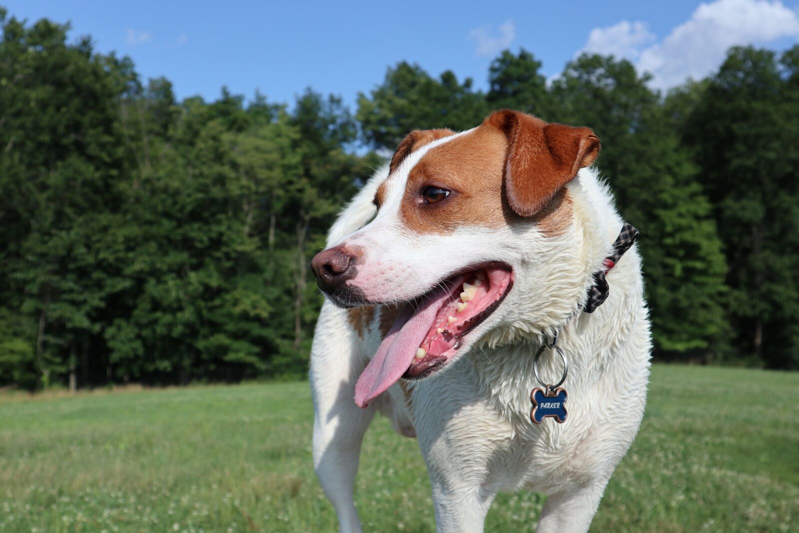 Canon EOS M6 sample photo. Dog, doggy, pet photography
