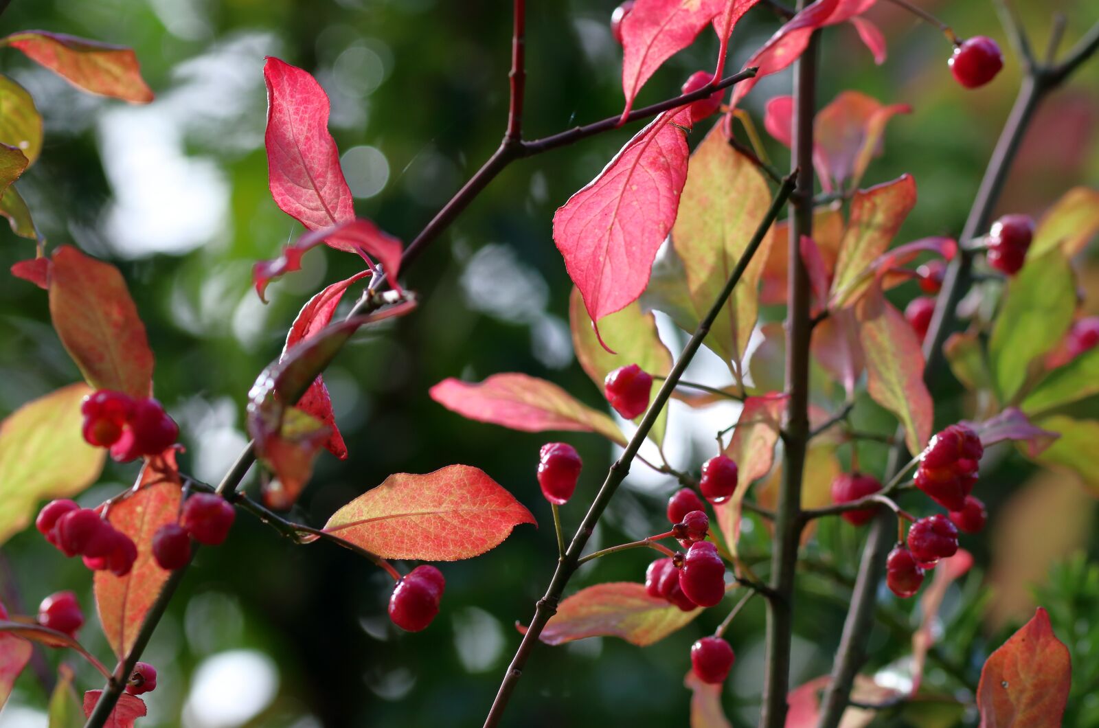 Canon EOS 80D sample photo. Berries, autumn, leaves photography