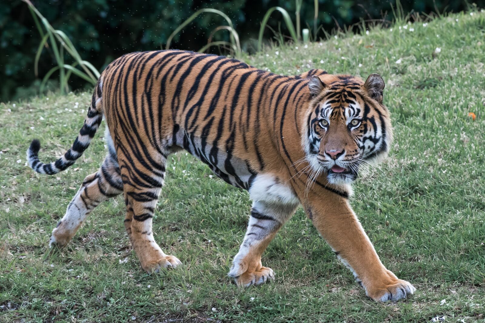 Nikon D750 sample photo. Tiger, cat, predator photography
