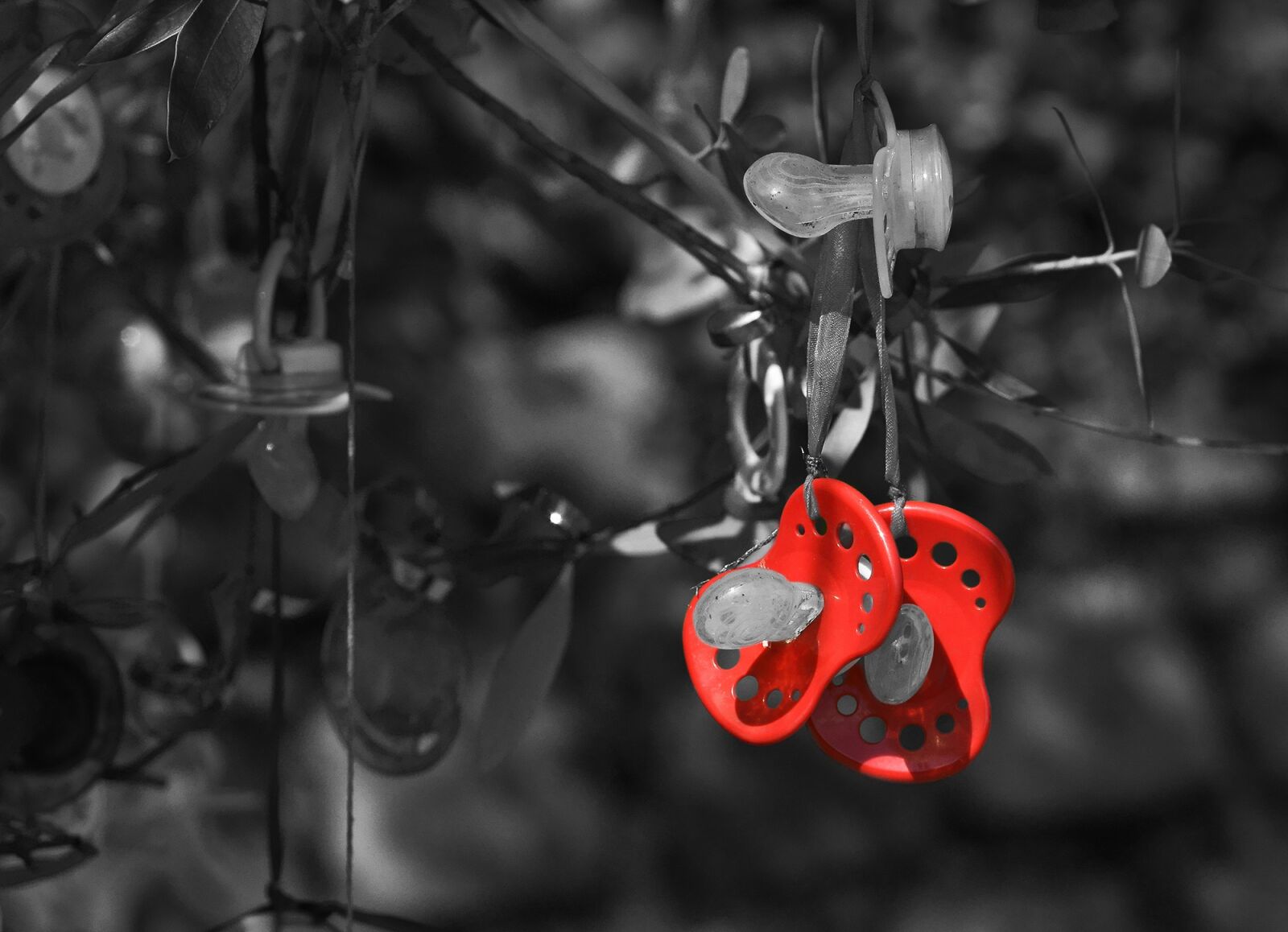 Sony SLT-A77 sample photo. Pacifier, pacifier tree, tradition photography