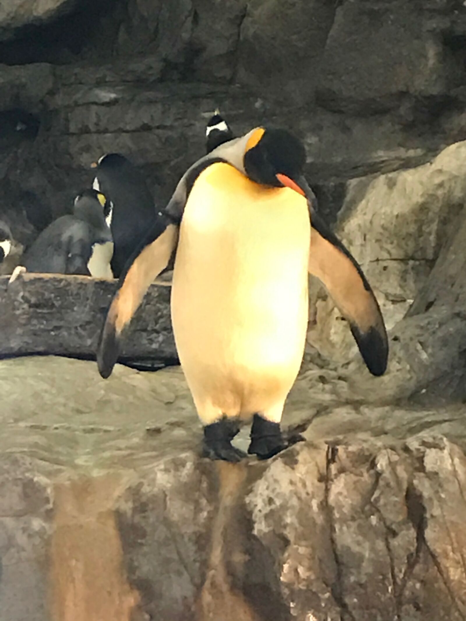 iPhone 7 back camera 3.99mm f/1.8 sample photo. Penguin, zoo photography