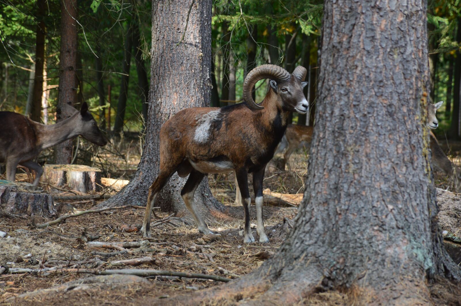 Nikon D3200 sample photo. Muflon, male, corners photography
