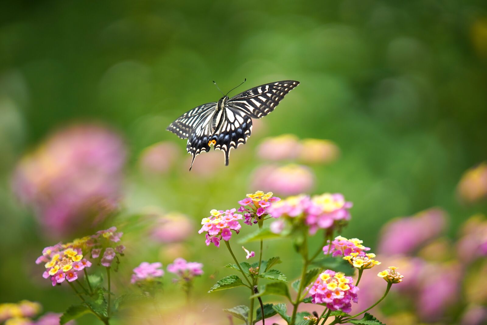 Sony a7 III + Sony FE 70-200mm F2.8 GM OSS sample photo. Chow, insect, butterfly photography