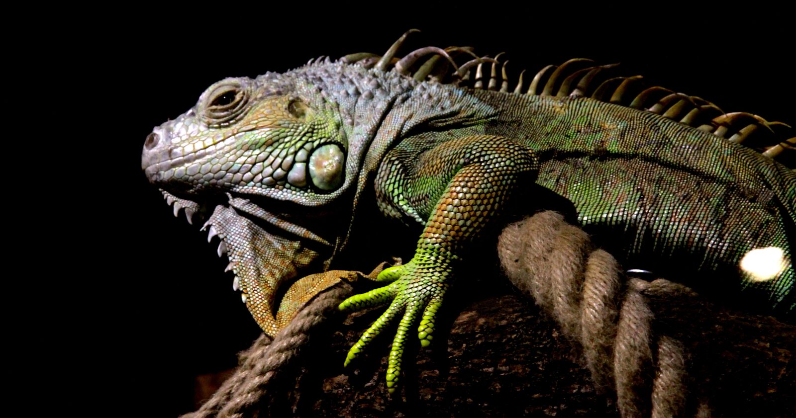 Canon EOS 7D sample photo. Lizard, iguana, mammal photography