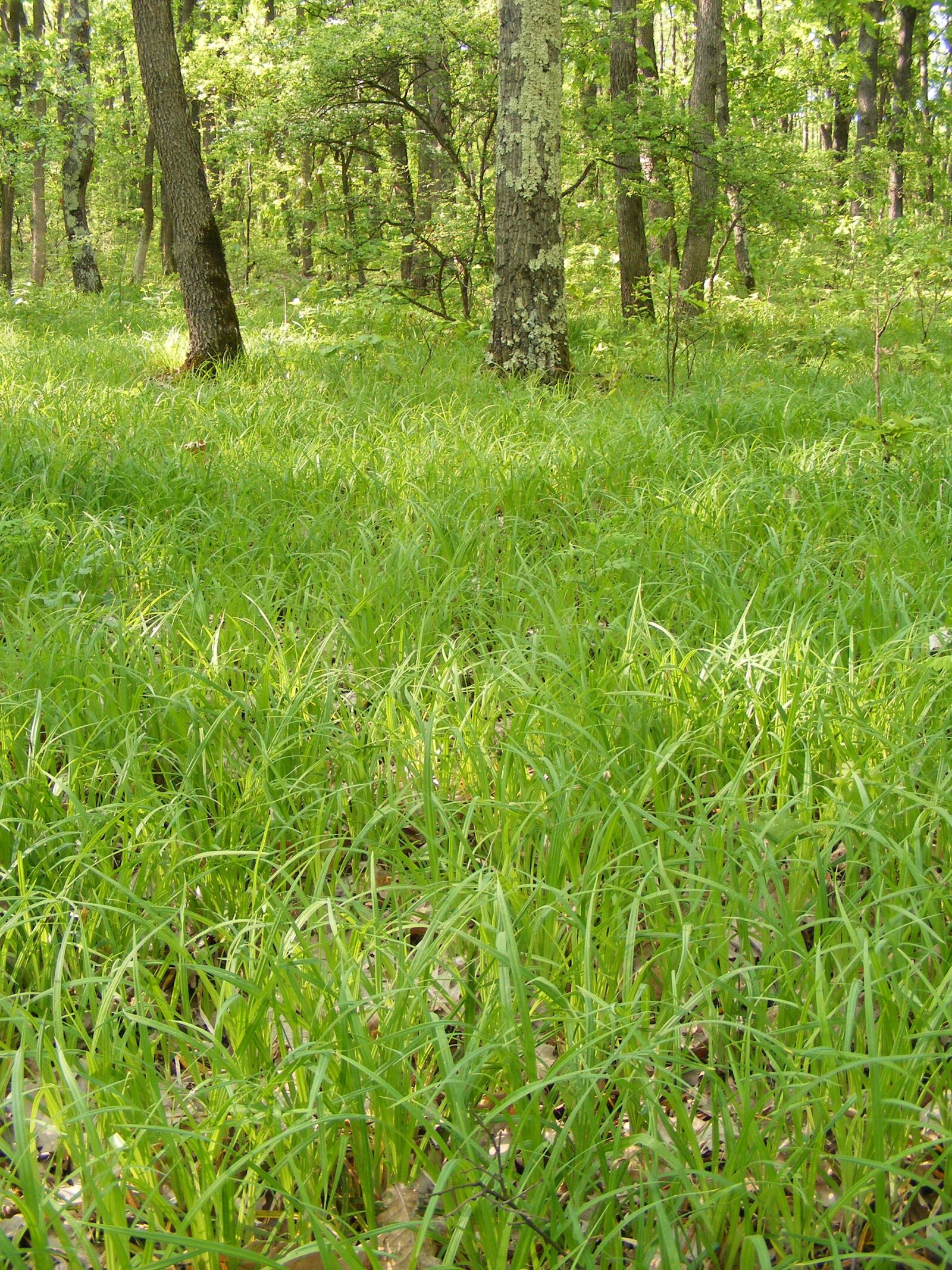 Fujifilm FinePix S5700 S700 sample photo. Grass, green, tree photography