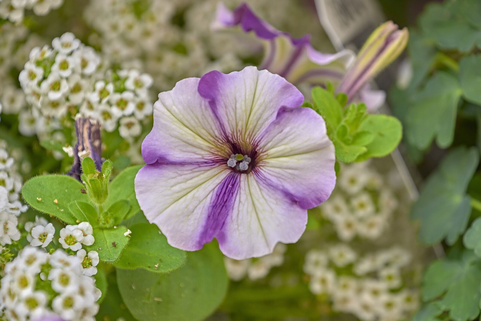 Nikon D7200 sample photo. Flower, garden, plant photography