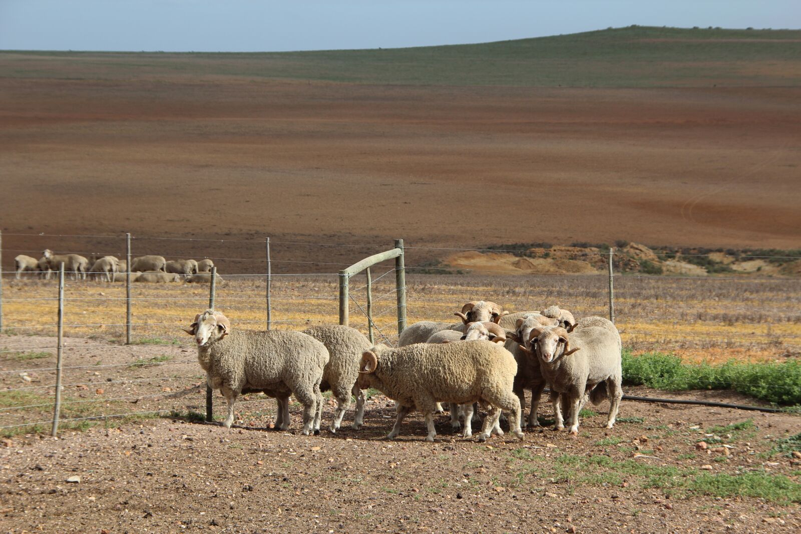 Canon EOS 600D (Rebel EOS T3i / EOS Kiss X5) sample photo. Merino sheep, karroo, south photography