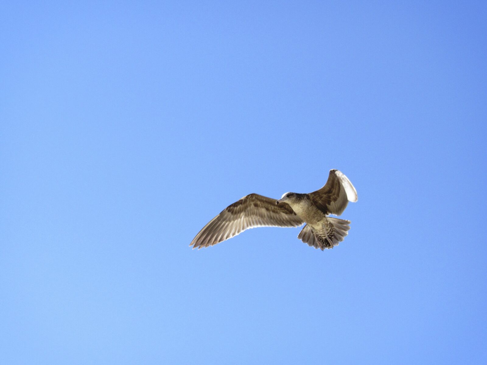 Canon PowerShot SX530 HS sample photo. Flying, seagull photography