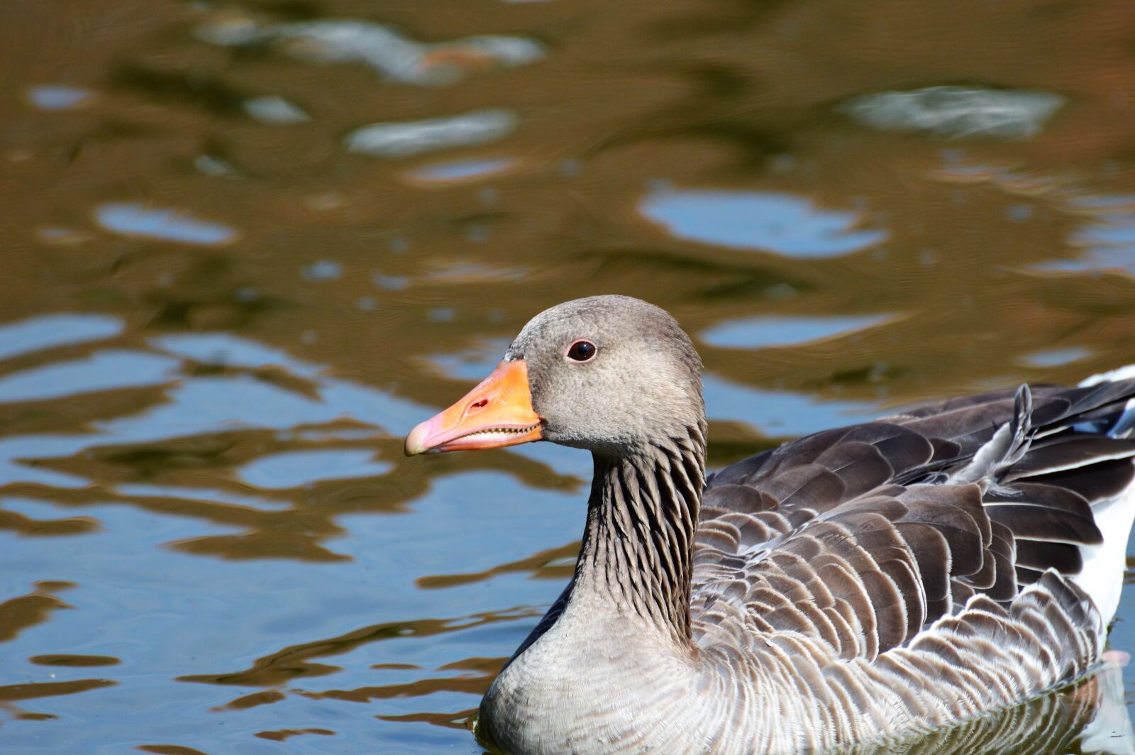Nikon D3200 sample photo. Wild goose, goose, bird photography