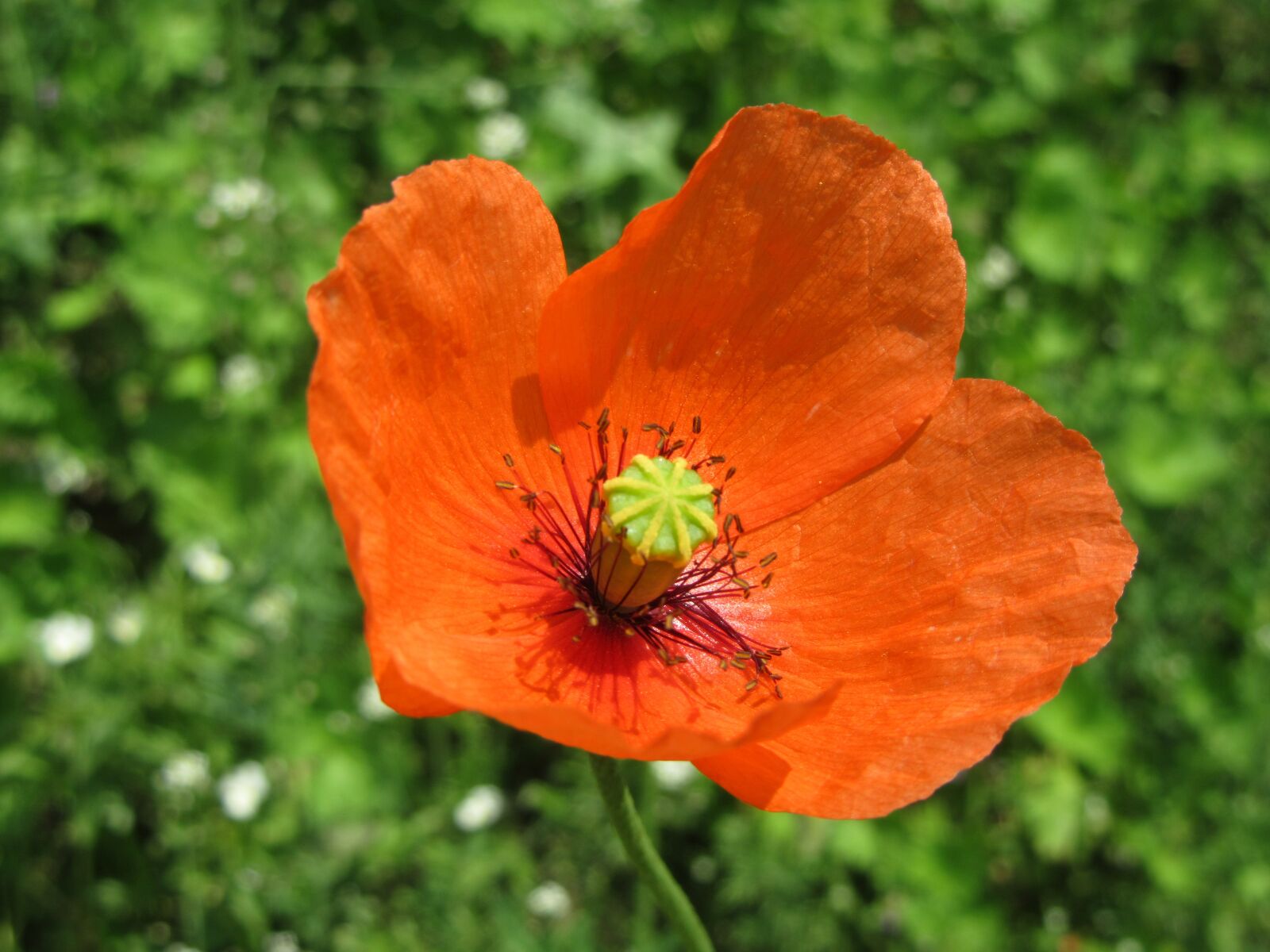 Canon PowerShot SX610 HS sample photo. Red poppy, green, flower photography