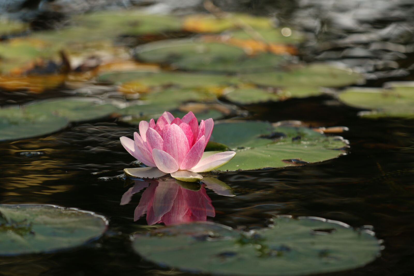 Canon EF 70-200mm F4L IS USM sample photo. Beauty, flower, lotus, meditation photography