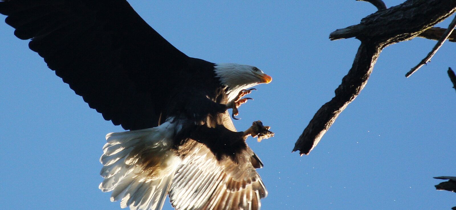 Canon EOS 40D sample photo. Eagle, catch, landing photography