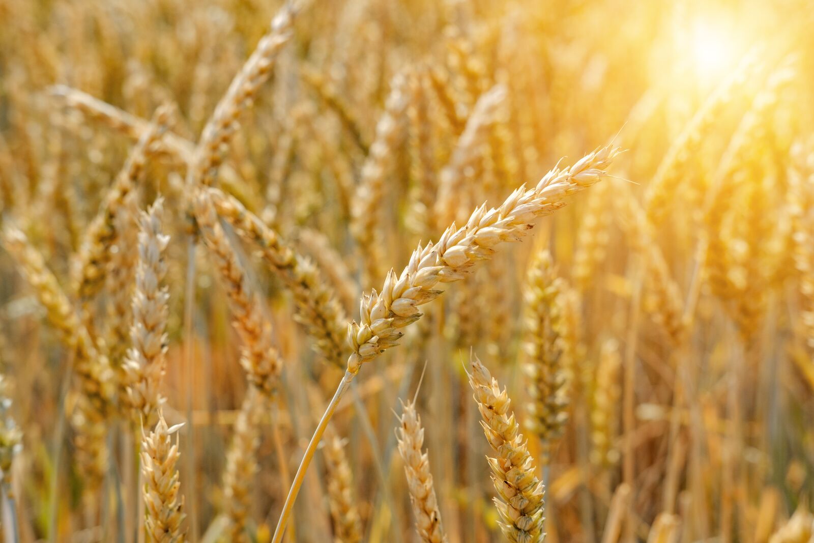 Fujifilm X-T2 + Fujifilm XF 35mm F2 R WR sample photo. Wheat, cereals, spike photography