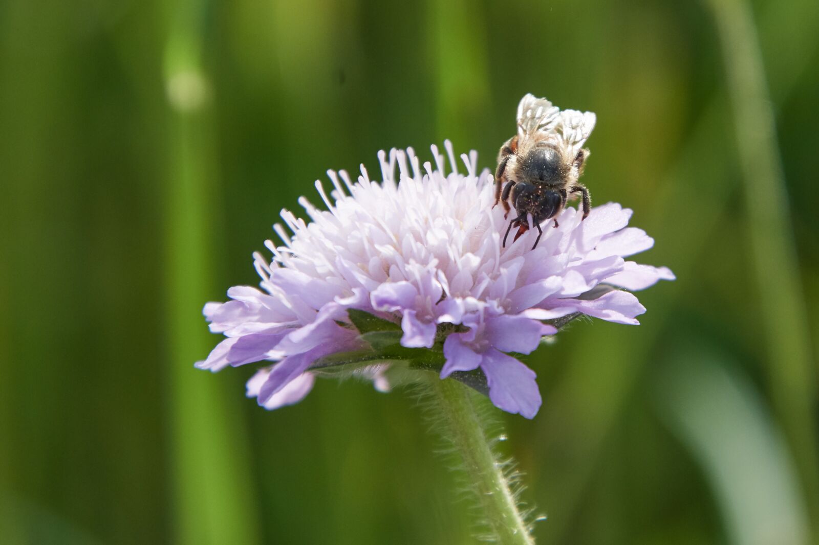 Nikon D500 sample photo. Bee, flower, blossom photography