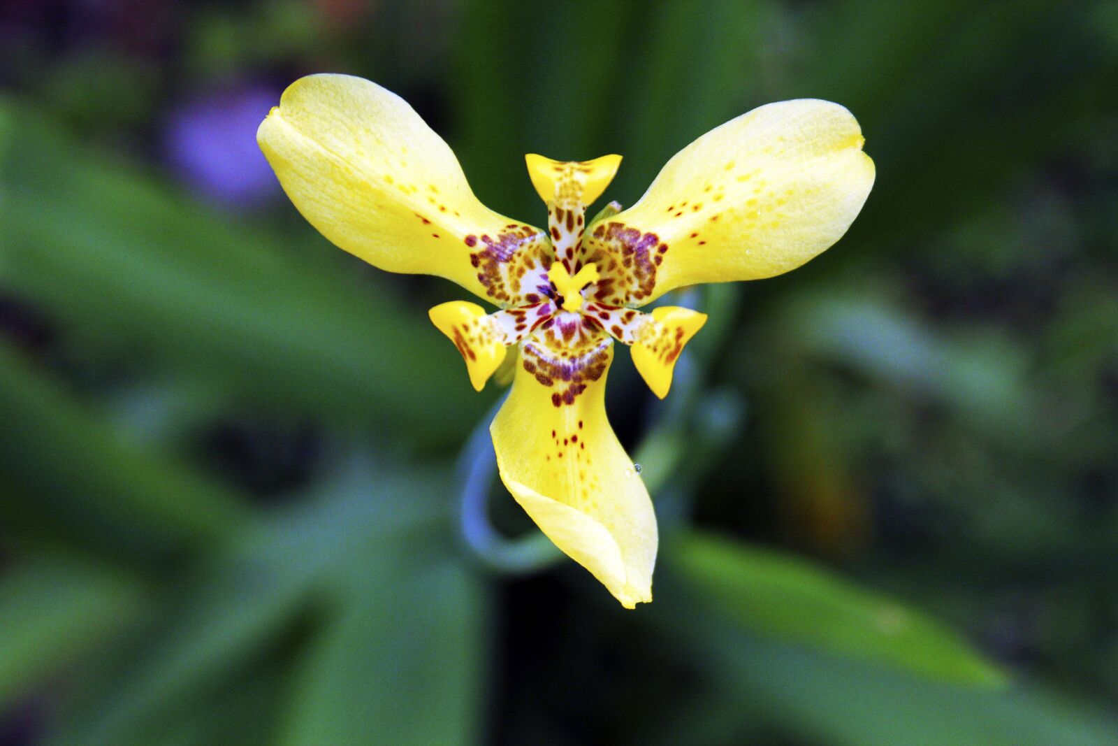 Canon EOS 550D (EOS Rebel T2i / EOS Kiss X4) + Canon EF-S 18-55mm F3.5-5.6 II sample photo. Orchid, yellow, bali photography