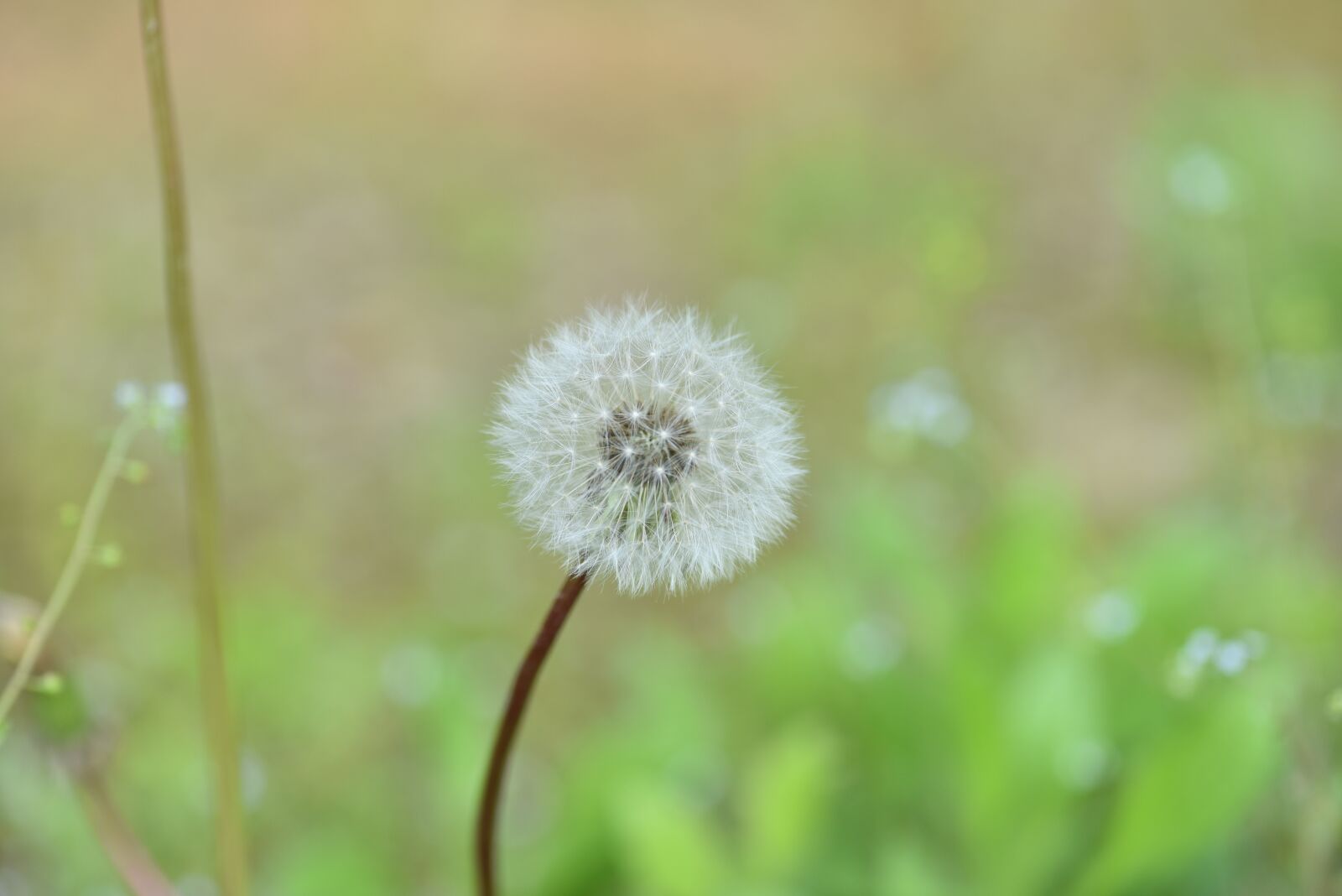 Nikon D810 sample photo. Dandelion mr hall, mr photography