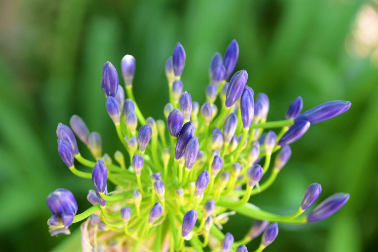 Nikon D3300 sample photo. Lily of the nile photography