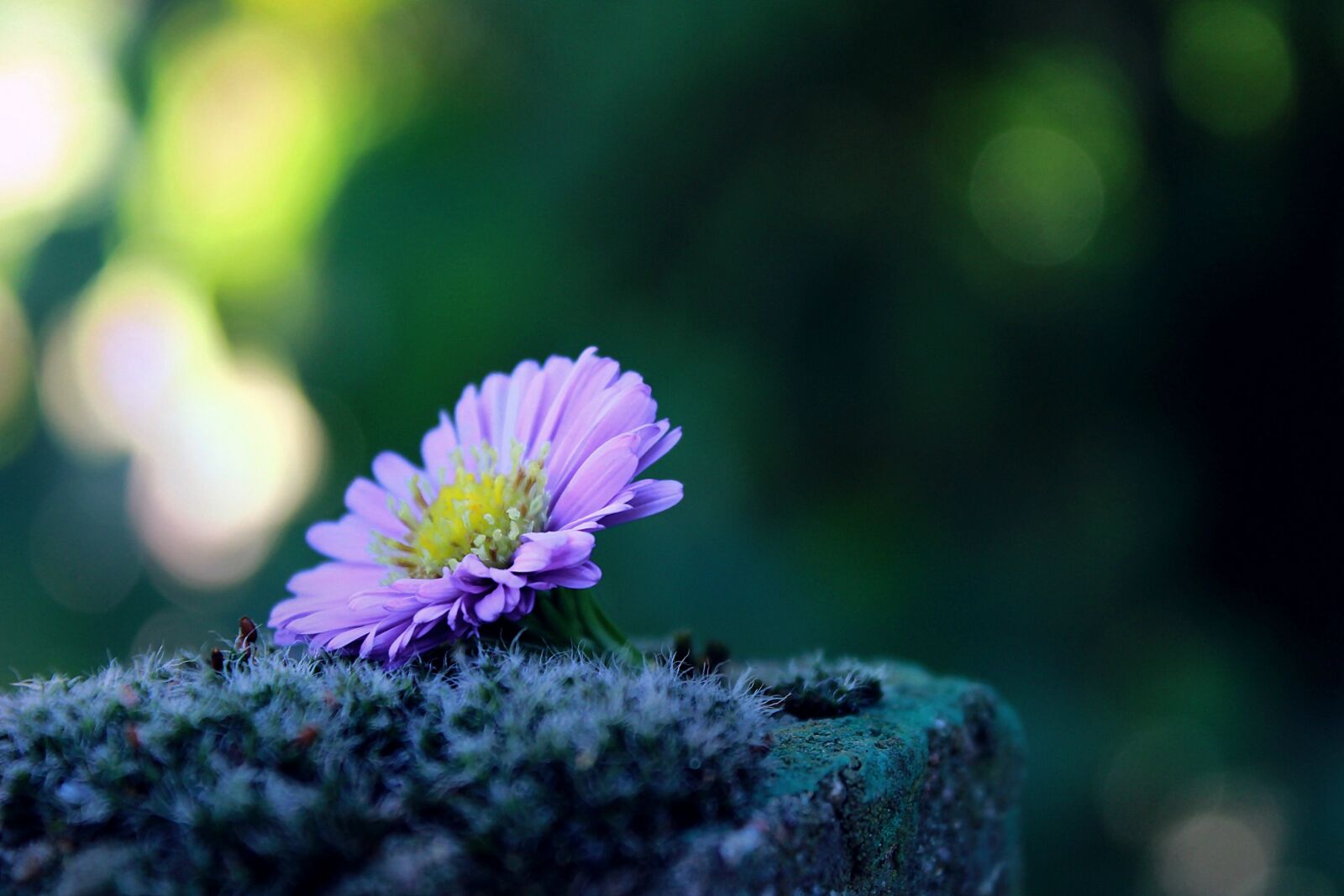 Canon EOS 1200D (EOS Rebel T5 / EOS Kiss X70 / EOS Hi) sample photo. Flower, lonely, alone photography