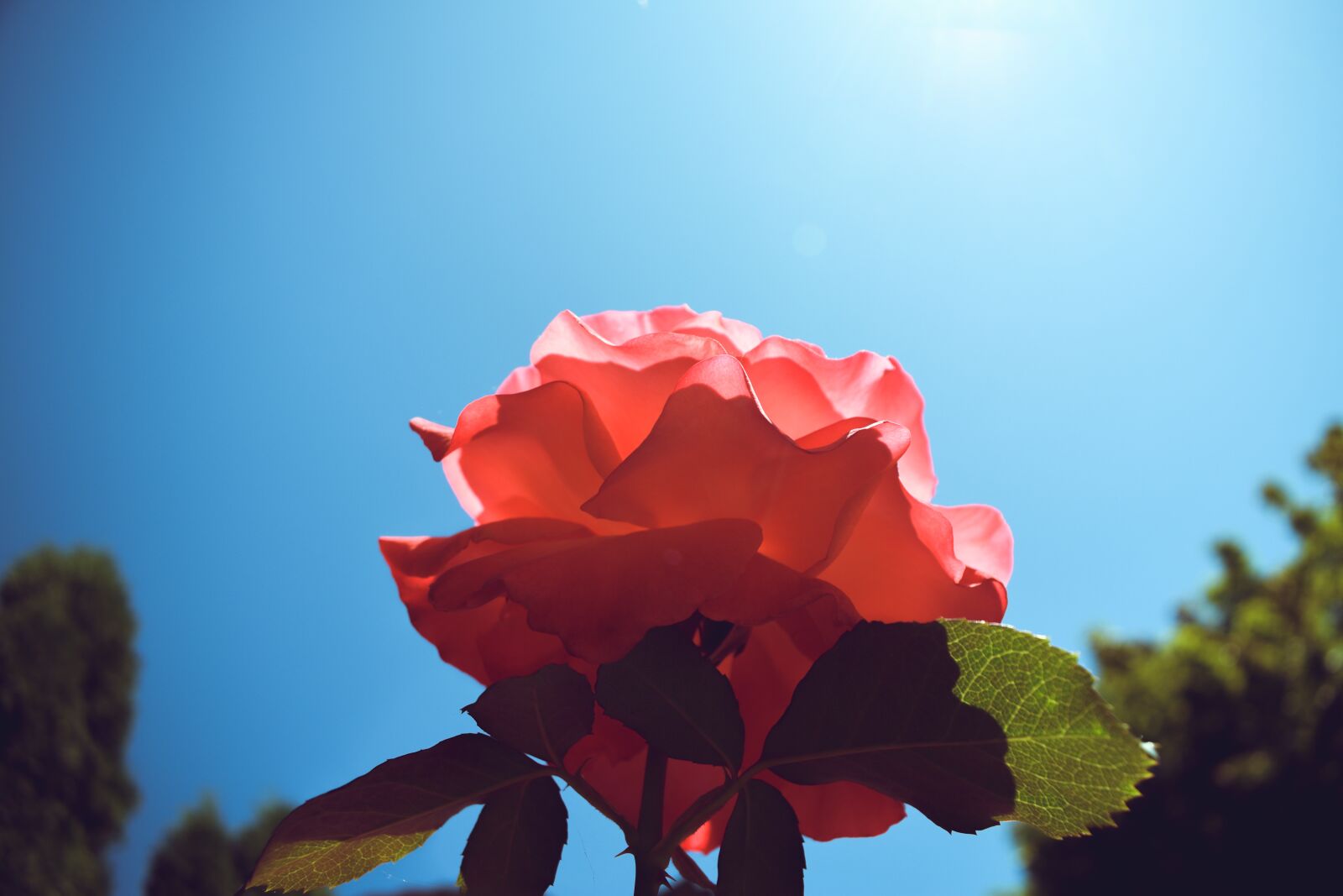 Nikon D5600 sample photo. Rose, pink, close up photography