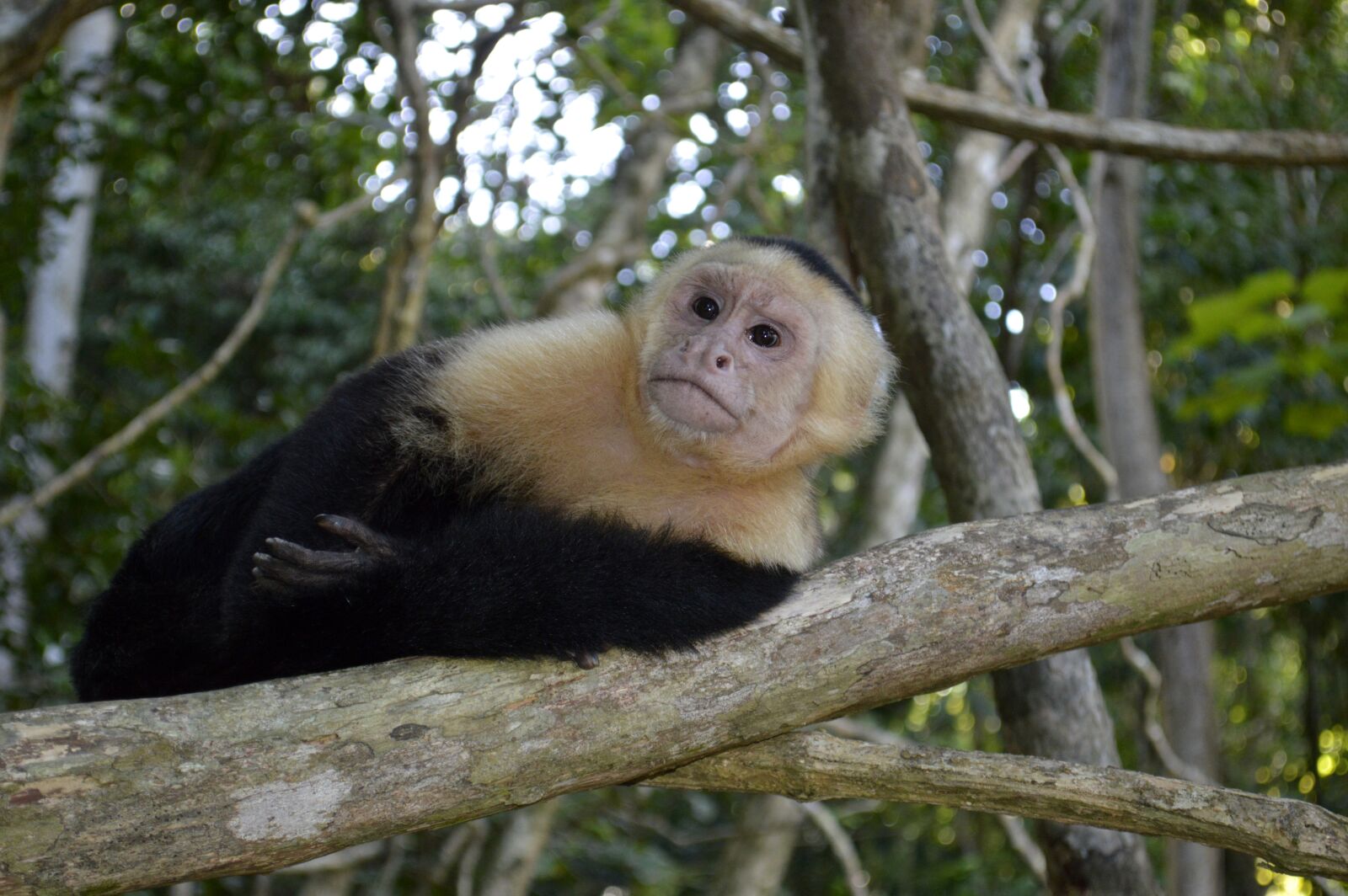 Nikon D3200 sample photo. Monkey, mono, nature photography