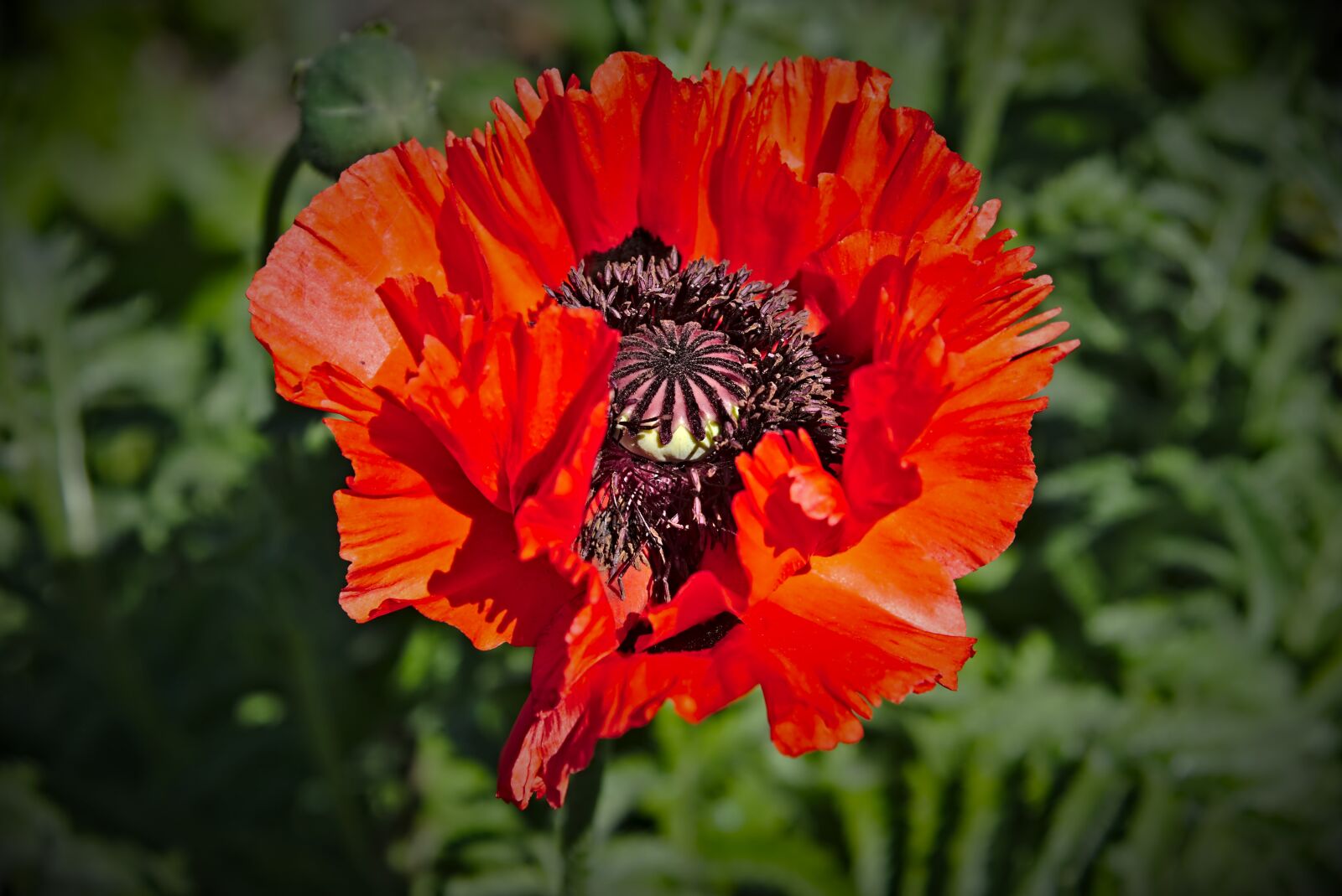 Nikon D750 sample photo. Poppy, blossom, bloom photography