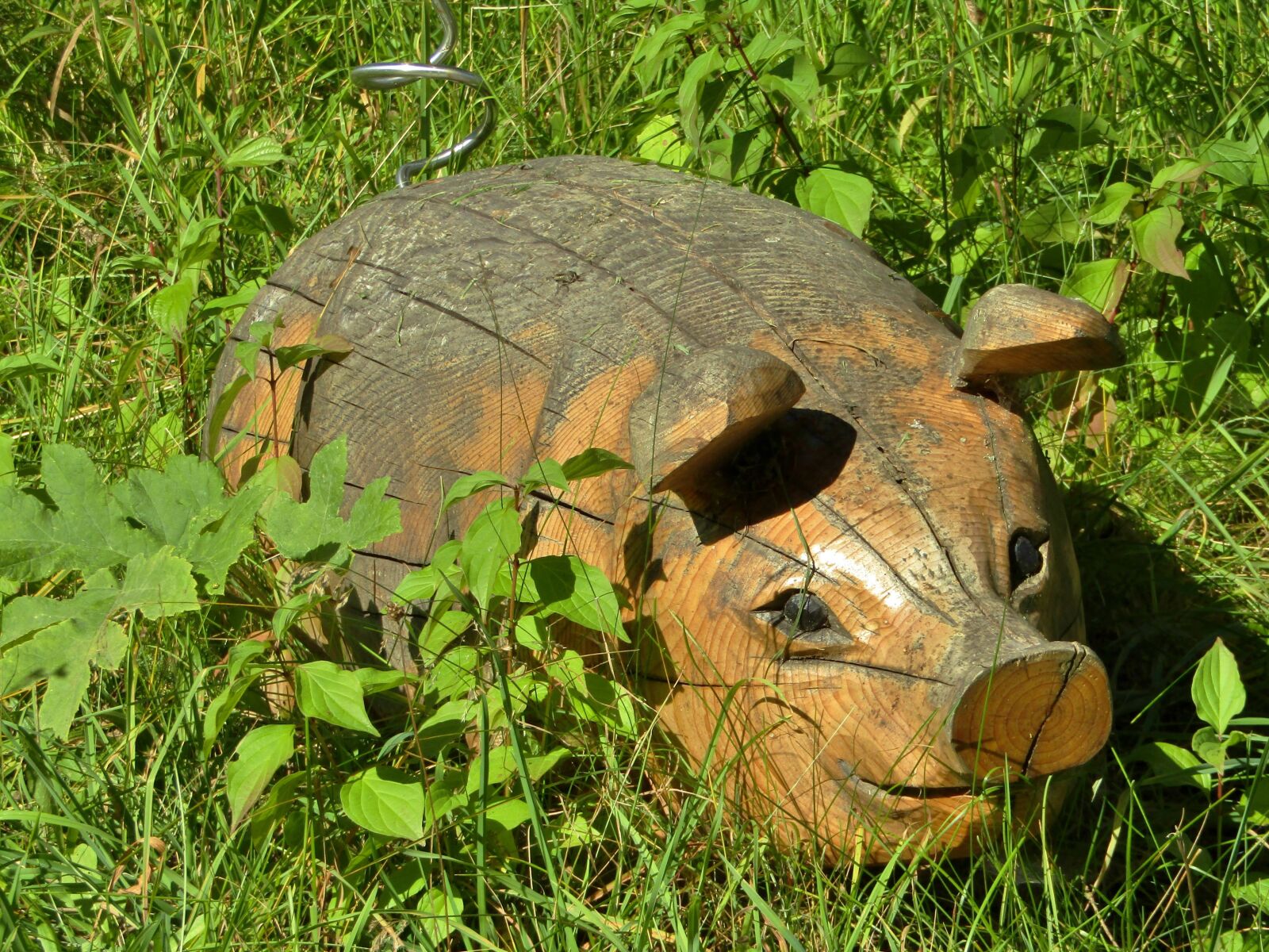 Canon POWERSHOT SX432 IS sample photo. Pig, piglet, meadow photography