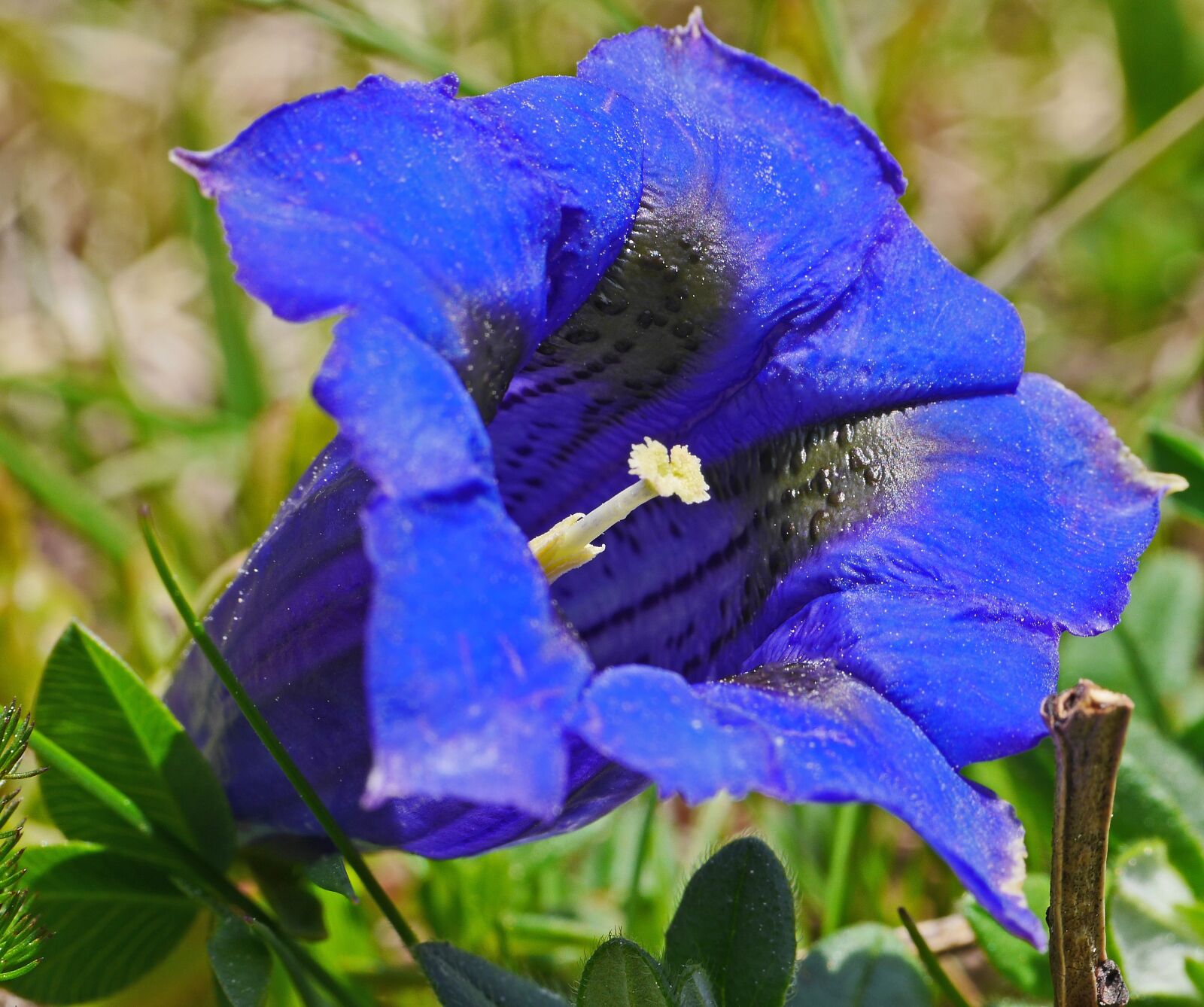 Panasonic Lumix DMC-GH3 sample photo. Alpine flowers, gentian, blue photography