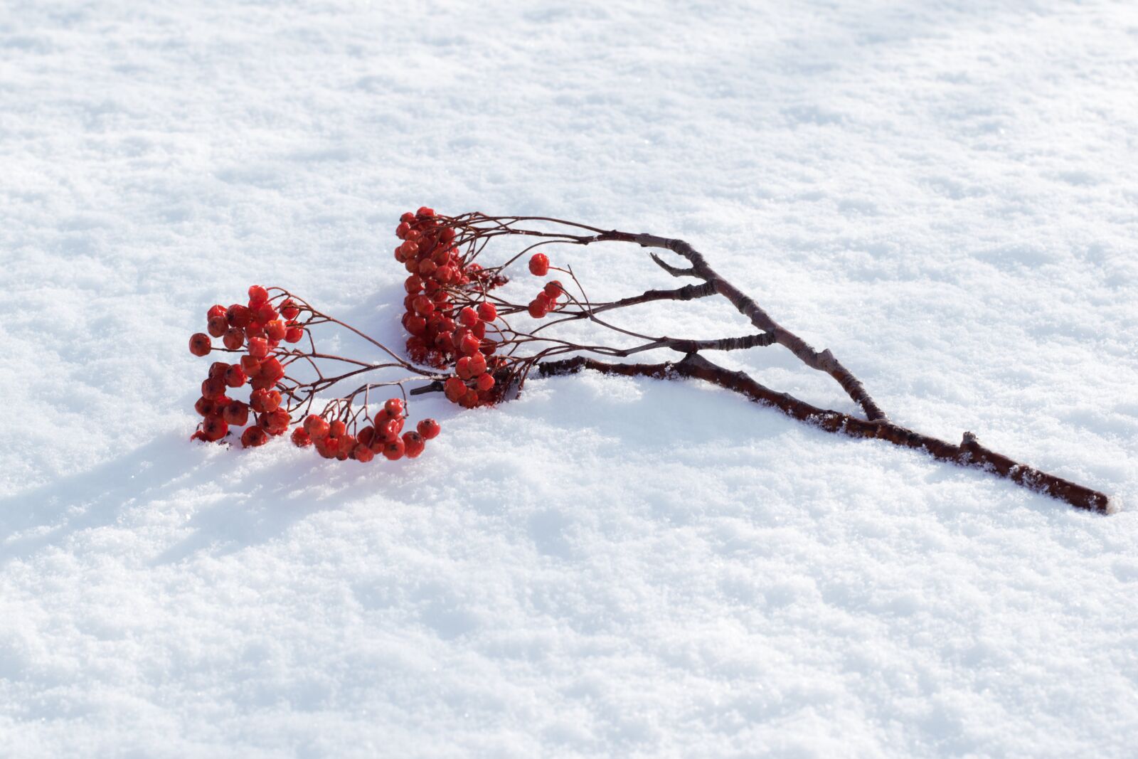 Nikon D5300 sample photo. Rowan, snow, winter photography