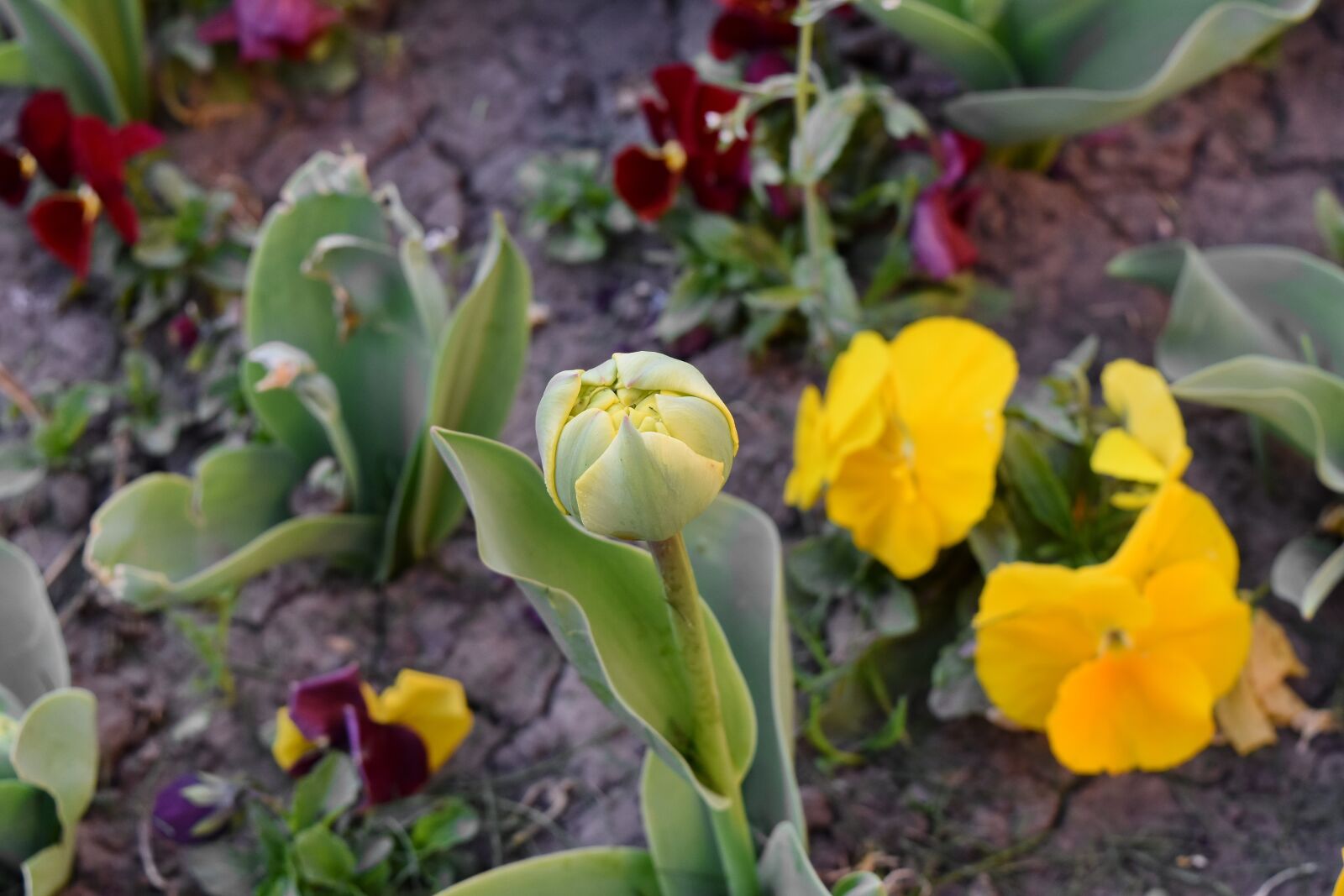 Nikon D5500 sample photo. Flower bud, plant, tulips photography