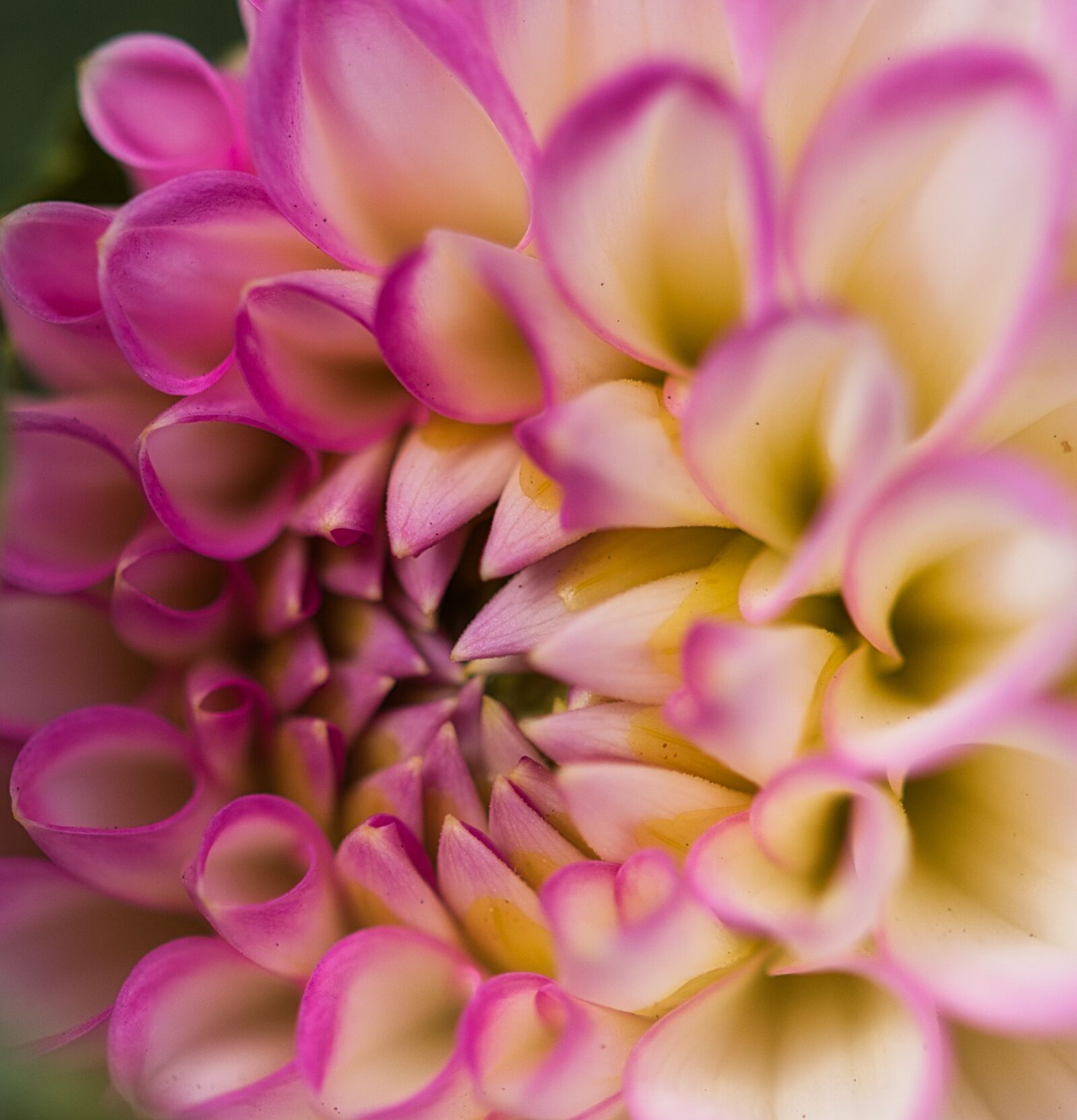 Canon EOS 200D (EOS Rebel SL2 / EOS Kiss X9) sample photo. Dahlia, blossom, bloom photography