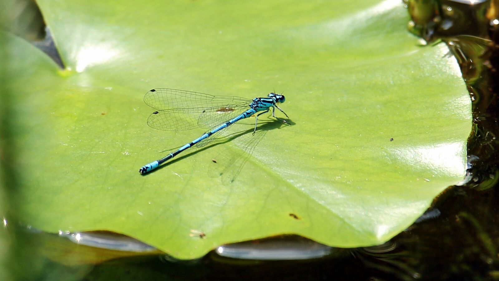 Canon EOS 550D (EOS Rebel T2i / EOS Kiss X4) sample photo. Dragonfly, blue, blue dragonfly photography