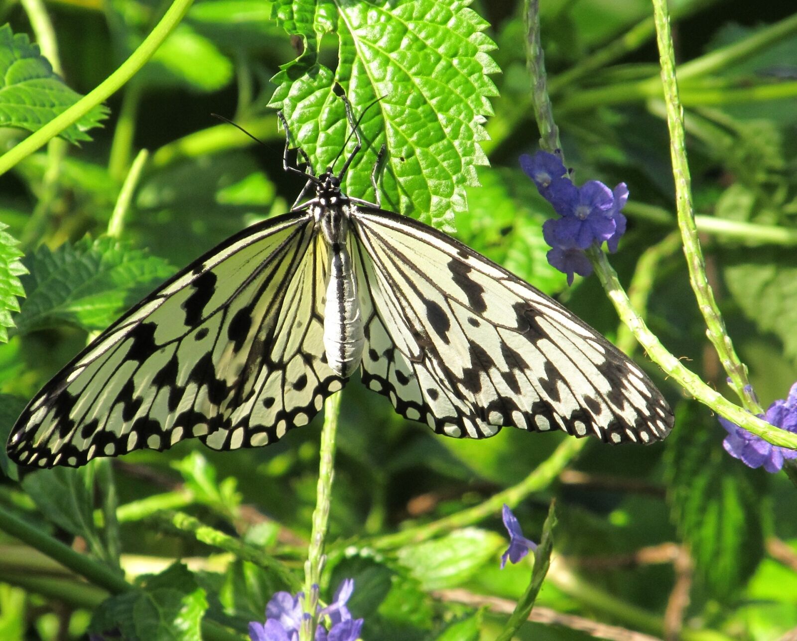 Canon PowerShot SX130 IS sample photo. Paper kite, butterfly, rice photography
