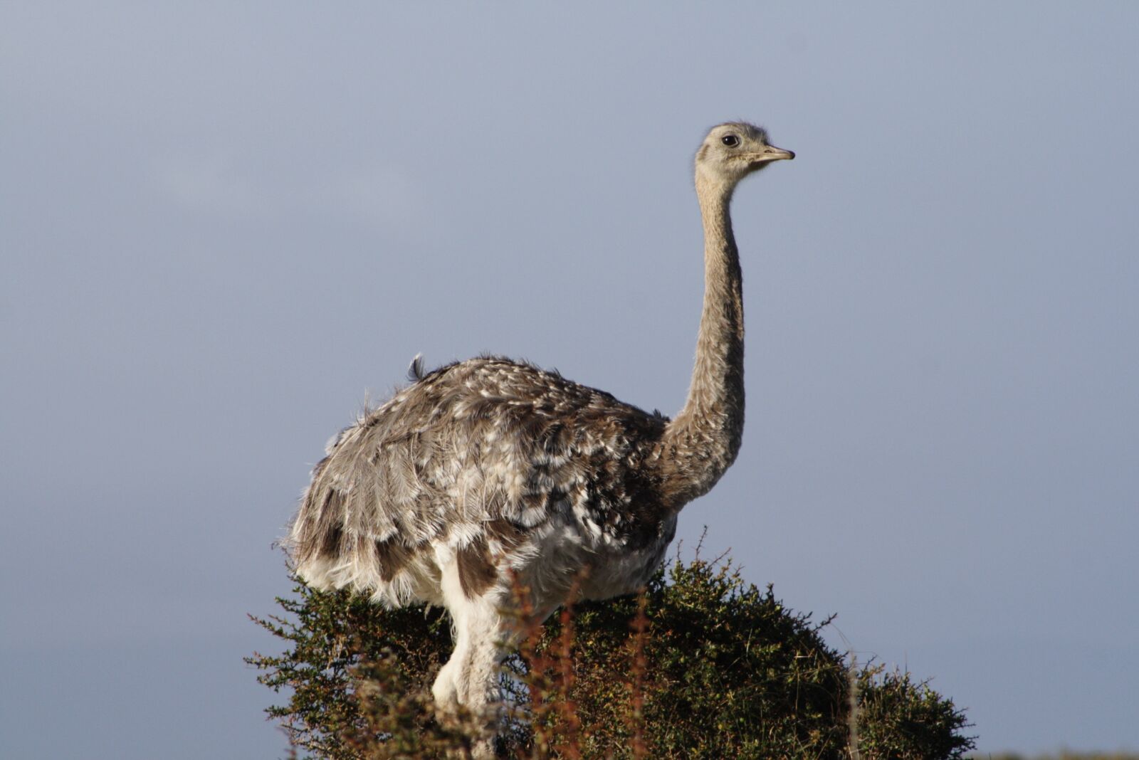 Canon EOS 1000D (EOS Digital Rebel XS / EOS Kiss F) sample photo. Rhea, ave, patagonia photography