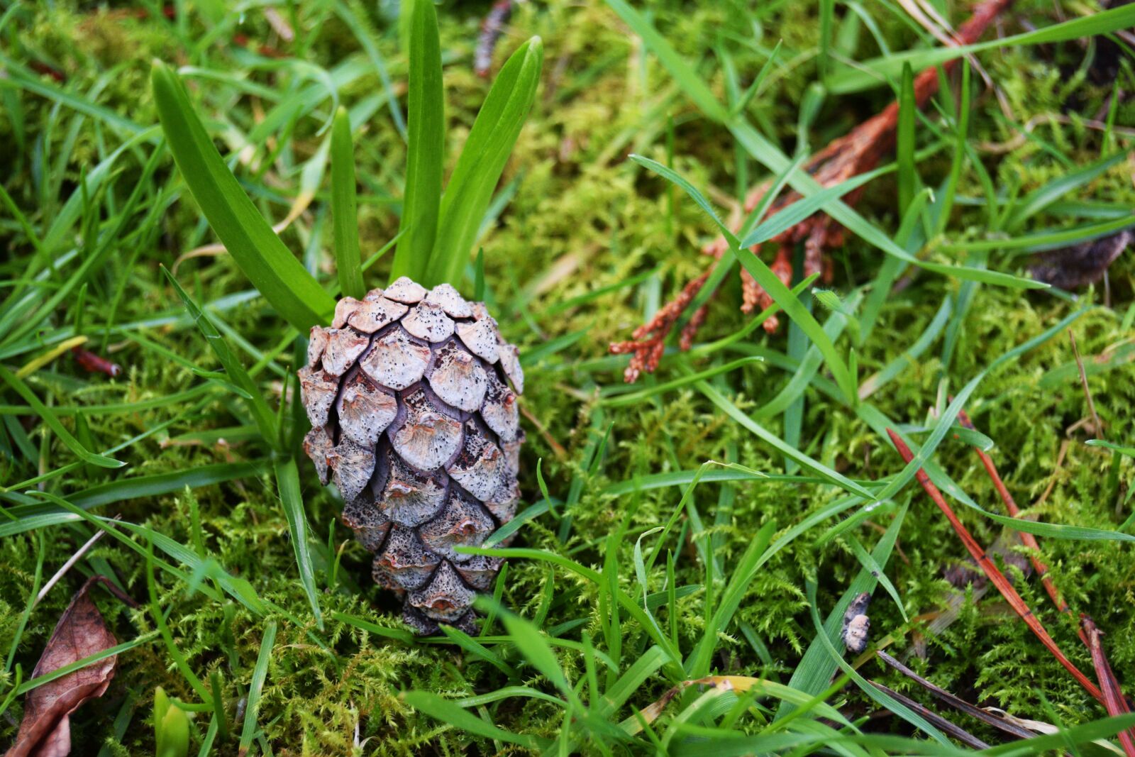 Nikon D3300 sample photo. Pine cone, grass, outdoors photography