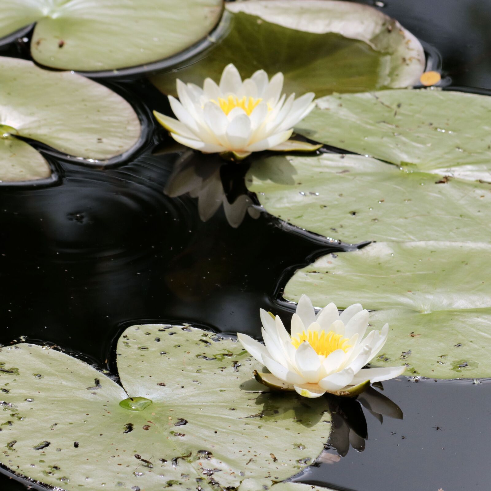 Canon EF 70-300mm F4-5.6 IS USM sample photo. Water lilies, flowers, pond photography
