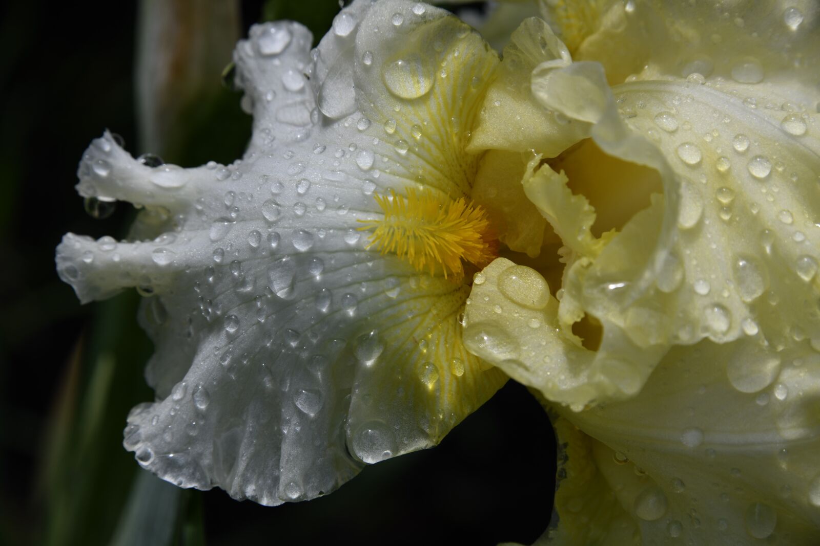 Nikon D850 sample photo. Flower, iris, yellow photography