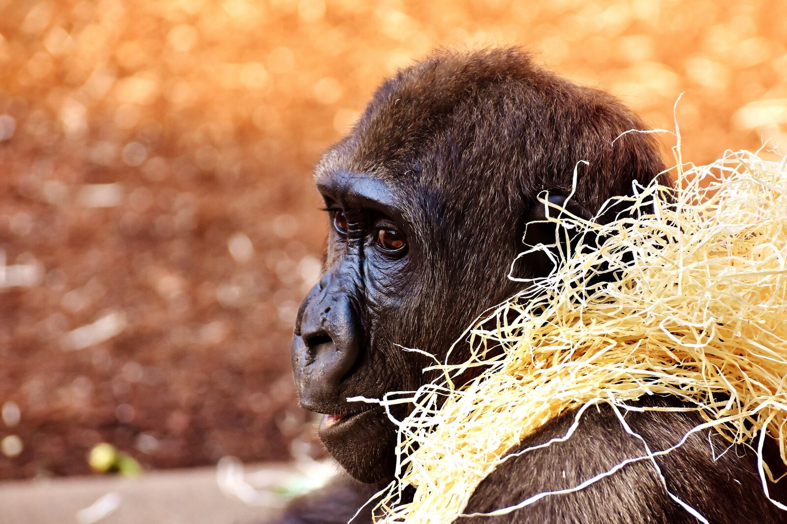 Nikon D7200 sample photo. Gorilla, monkey, funny photography